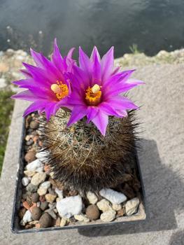 Gymnocactus beguinii